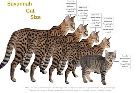 Bengal Cat Compared Normal Cat