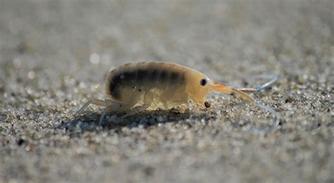 How to Get Rid of Sand Fleas: 8 Methods that Work