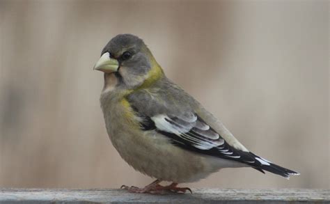 Female Evening Grosbeak by Junan Heath · 365 Project