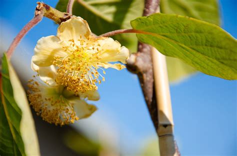 Kiwi Plant Gender - Difference Between Male And Female Kiwi Vines