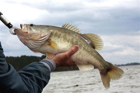 Spotted Bass vs. Largemouth Bass - Rogue Rods