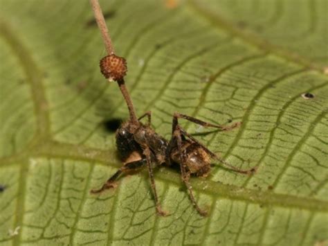 The real-life zombie fungus that inspired The Last Of Us | Tillsonburg News