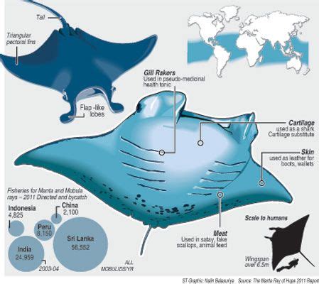 Manta ray struggles for survival | The Sundaytimes Sri Lanka | Manta ...