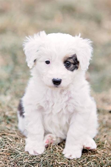 90 best Cuddly dogs images on Pinterest | Little dogs, Cutest animals ...