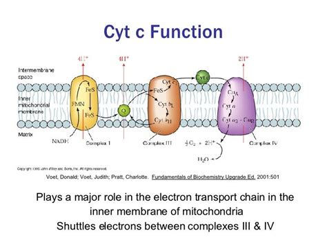 Surface Coverage Dependent Renaturation of Oxidized Cytochrome c Adso…