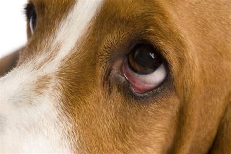 Eye Allergies in Dogs - Pets