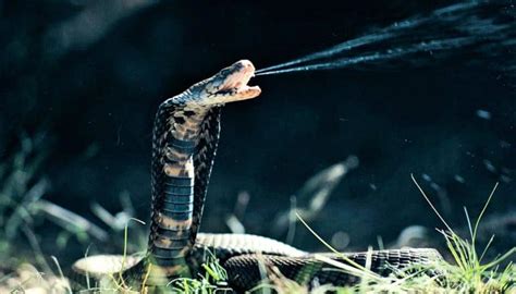 Spitting cobra venom evolved as an extra painful defense | LaptrinhX