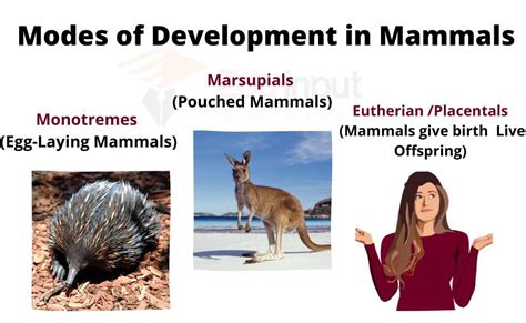 Modes of Development in Mammals | Monotremes, Marsupials and Eutherian ...