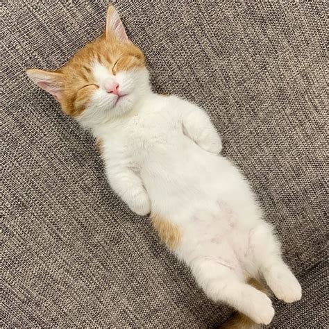 Cute Photos of Cat Who Sleeps on His Back | POPSUGAR Pets