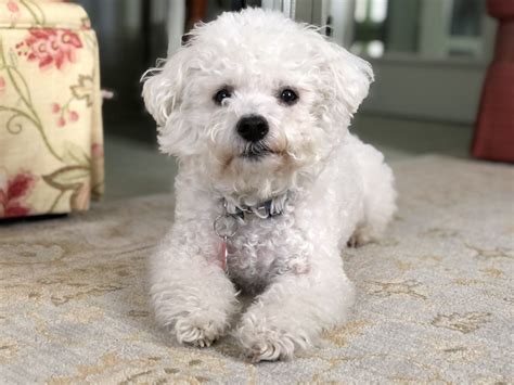 Poodle Mixes - Top Guide To These Popular Crossbreeds - Animal Corner