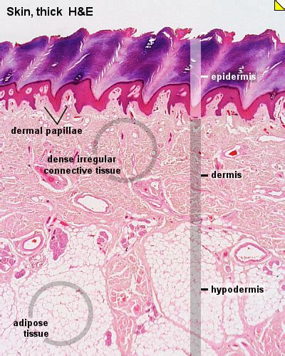 Human Skin Layers Histology