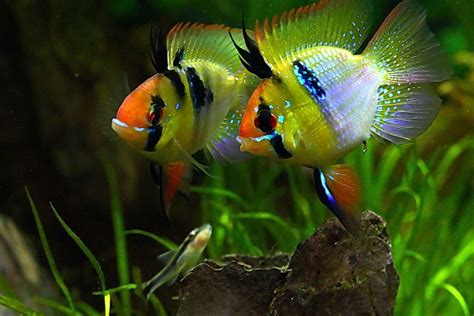 Blue Ram - Dwarf Cichlid | Aquarium fish, Tropical fish, Tropical fish ...