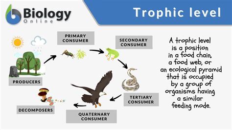 Consumer Examples Biology