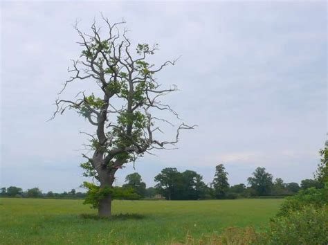 10 Crucial Signs Your Oak Tree is Dying - Trout Brook Tree