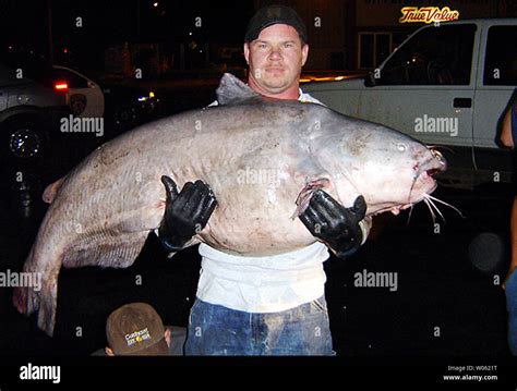 Mississippi river catfish hi-res stock photography and images - Alamy