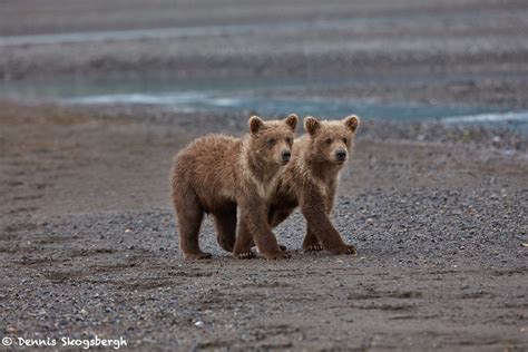 6874 Kodiak Bear Cubs , Katmai National Park, Alaska - Dennis ...