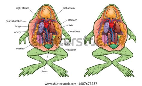 1,159 Frog Anatomy Images, Stock Photos & Vectors | Shutterstock