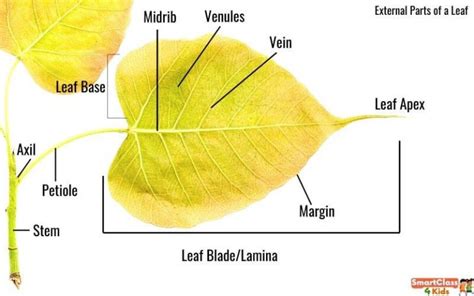 Explained! Parts of a Leaf, Types of Leaves, Functions of Leaves, Leaf ...