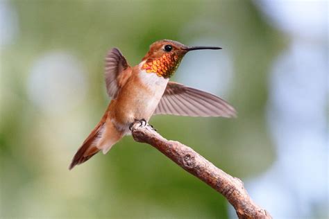 The Different Types of Bird Migrations – Chirp Nature Center