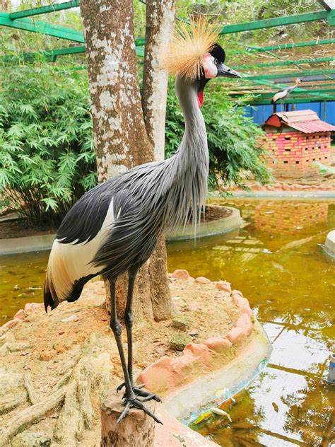 Langkawi Must Visit - Langkawi Wildlife Park