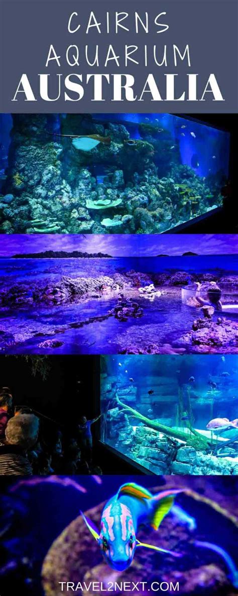 Cairns Aquarium - From Rainforest To Reef in Queensland