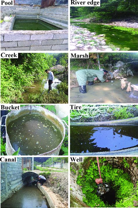 A variety of fixed habitats of mosquito larvae in Mazandaran Province ...