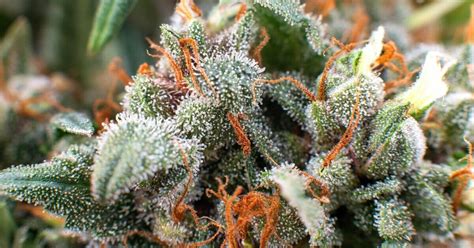 What Trichomes Do for Cannabis - Kind Meds AZ