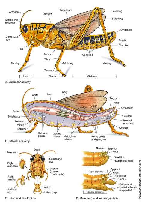 Grasshopper Internal Anatomy