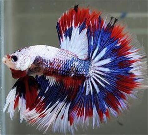 Different Color Variations of Betta Fish - Fish Care