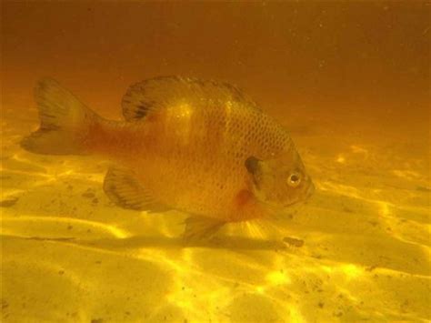 Free picture: bluegill, fish, lepomis macrochirus, freshwater, fish ...