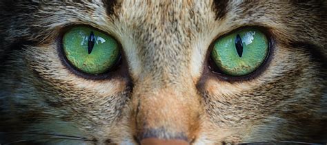 8 Most Common Cat Eye Colors - Facts, Details, & Cat Breeds