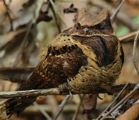 GREAT EARED NIGHTJAR - Read this story on Magzter.com