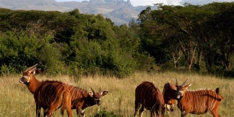 Mt Kenya National Park - Amazing Memories Safaris