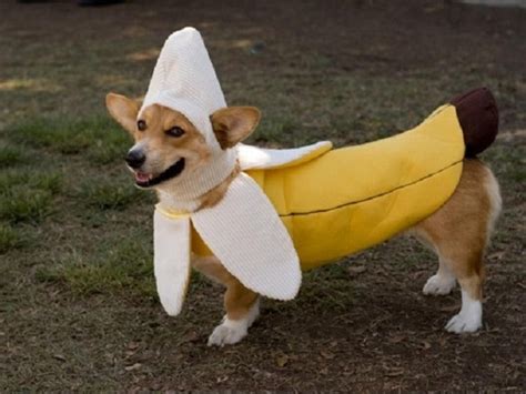 Banana wearing a dog costume : pics