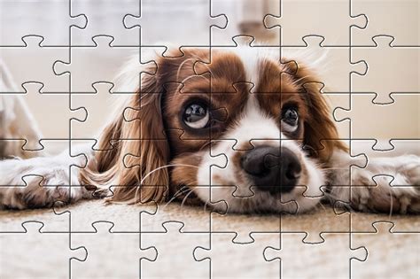 Fun Dogs | Dog Jigsaw Puzzles - Pet Friendly