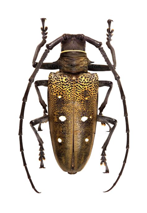 Batocera laena female Beetle Insect, Beetle Bug, Longhorn Beetle ...