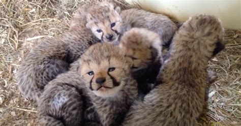 12 cheetah cubs were just born at the Smithsonian and you need to see ...