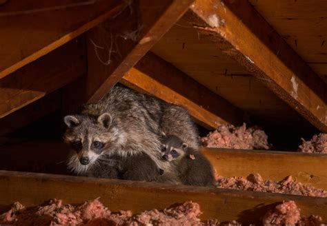 Raccoon Removal Services in Toronto