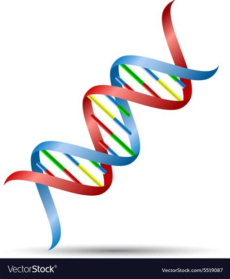 DNA helix Royalty Free Vector Image - VectorStock