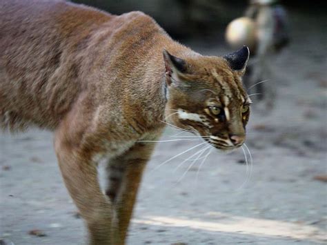 Bay cat – a mysterious cat from Borneo | DinoAnimals.com