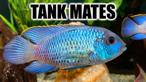 Blue Acara Tank Mates - Aquariumia