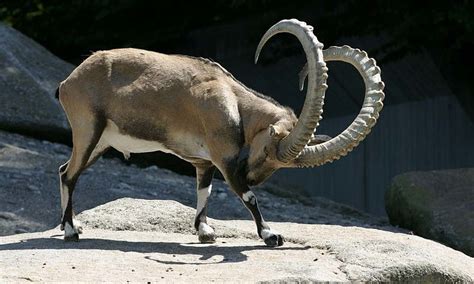 Ibex conservation in Chitral under threat - Pakistan - DAWN.COM