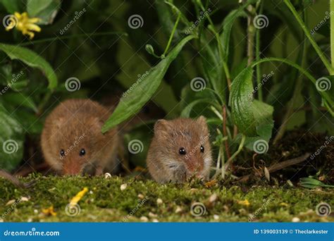 Harvest Mice in Natural Habitat Stock Image - Image of grass, minutus ...