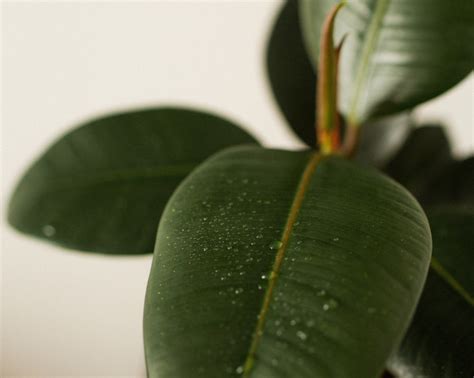 Rubber Plant Dropping Leaves - OSERA