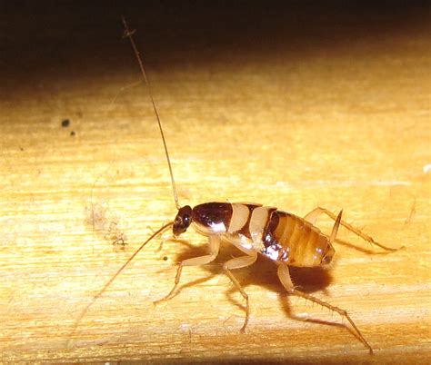 Arab Pest Control: Brown-banded cockroach