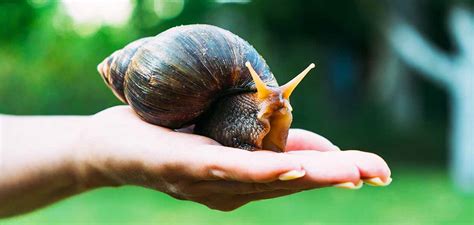 Giant African land snail - RhaiganEnes