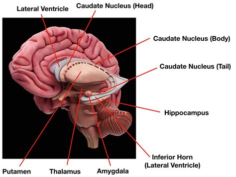 Human Anatomical Model Human Anatomy Ventricles of Brain Stem Brain ...