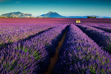 Lavender Fields France | Riviera Bar Crawl Tours - French Riviera