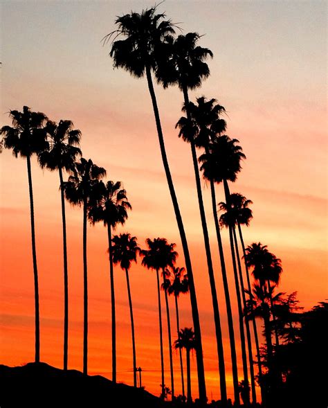 Free photo: California Palm Trees - California, Palm, Trees - Free ...