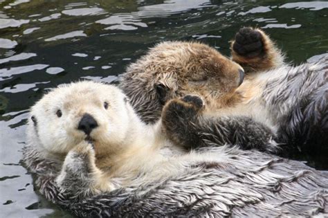 Otters Holding Hands: A Fascinating Display of Affection - American Oceans